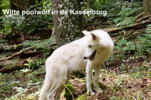 witte-poolwolf84D3BC0F-856C-2D5B-3590-63E36481EE87.jpg